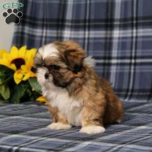 Becka, Shih Tzu Puppy